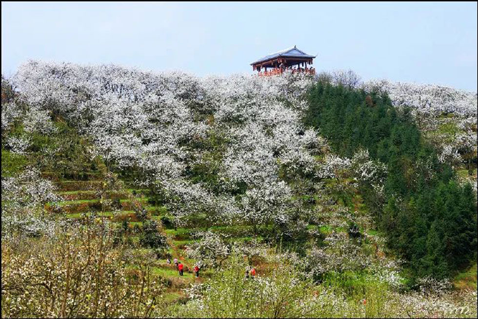 【春天，广西桂林灌阳县向您发出邀请！】我们在灌阳看梨花 - 游山玩水 - 大兴安岭生活社区 - 大兴安岭28生活网 dxal.28life.net