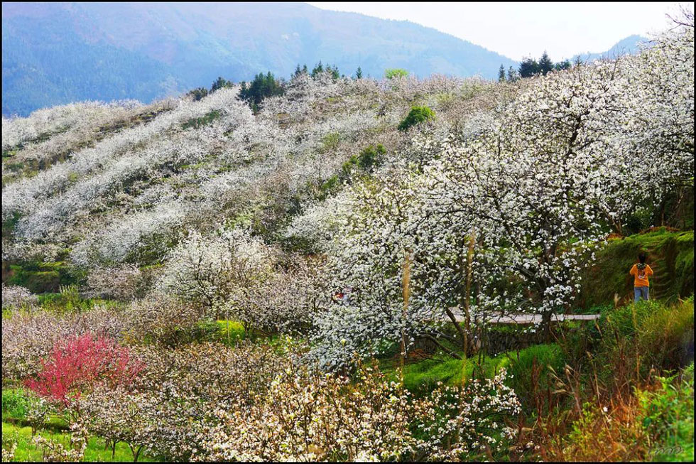 【春天，广西桂林灌阳县向您发出邀请！】我们在灌阳看梨花 - 游山玩水 - 大兴安岭生活社区 - 大兴安岭28生活网 dxal.28life.net