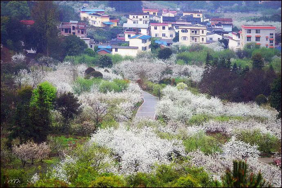 【春天，广西桂林灌阳县向您发出邀请！】我们在灌阳看梨花 - 游山玩水 - 大兴安岭生活社区 - 大兴安岭28生活网 dxal.28life.net