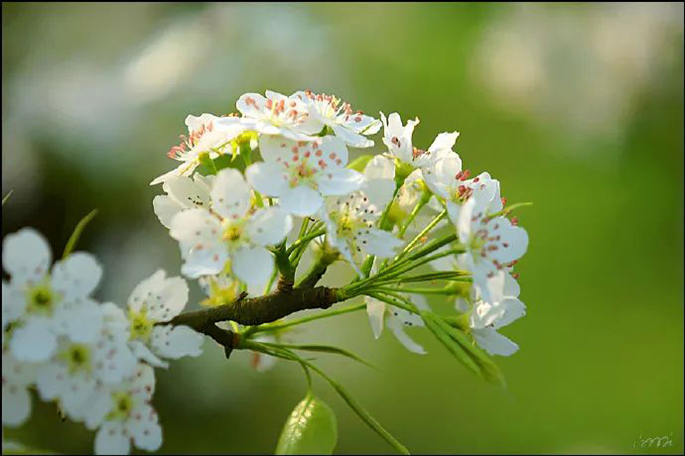 【春天，广西桂林灌阳县向您发出邀请！】我们在灌阳看梨花 - 游山玩水 - 大兴安岭生活社区 - 大兴安岭28生活网 dxal.28life.net
