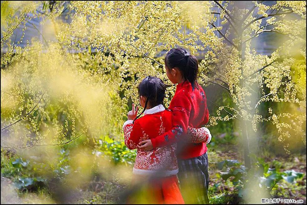 【春天，广西桂林灌阳县向您发出邀请！】米珠山前有片山苍子花在飘香 - 游山玩水 - 大兴安岭生活社区 - 大兴安岭28生活网 dxal.28life.net