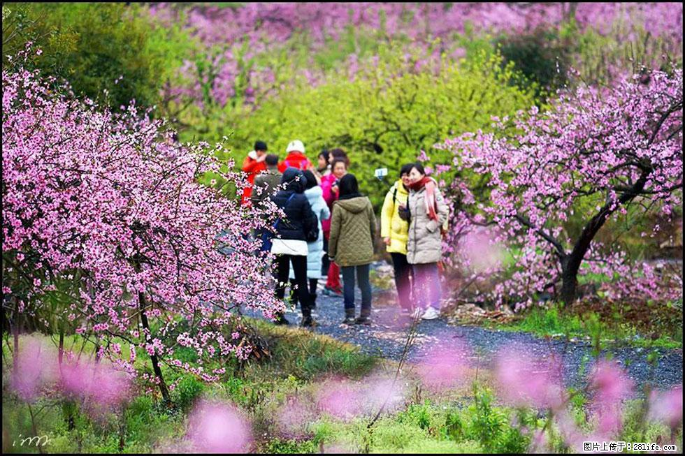 【春天，广西桂林灌阳县向您发出邀请！】官庄村有个醉美的桃花园 - 游山玩水 - 大兴安岭生活社区 - 大兴安岭28生活网 dxal.28life.net