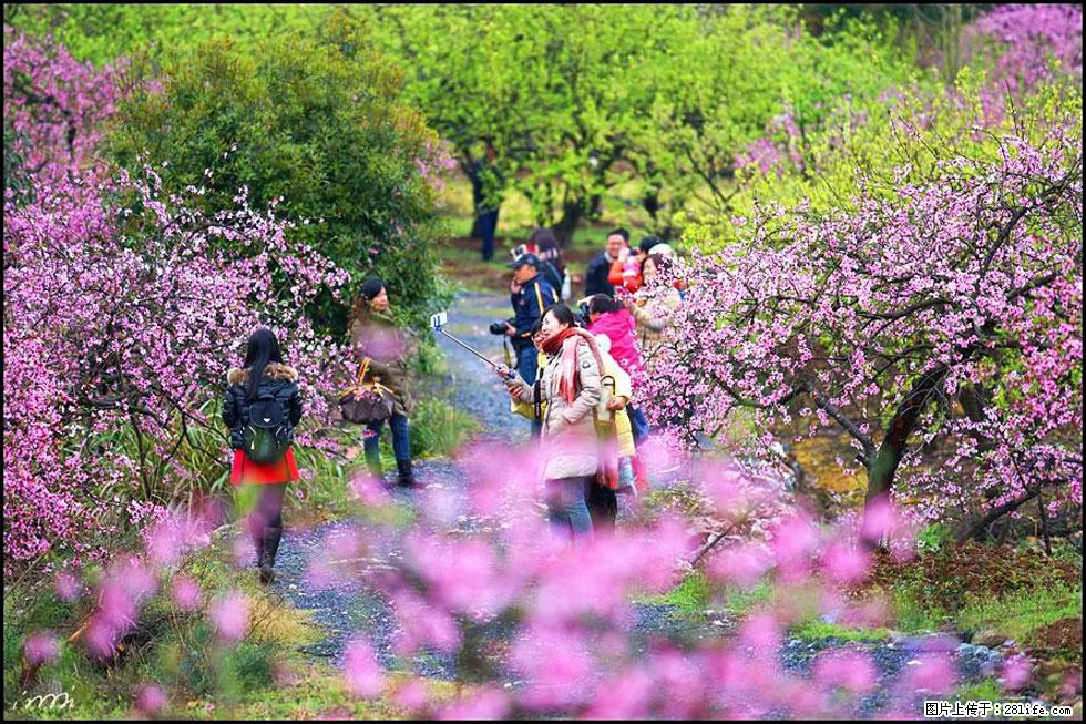 【春天，广西桂林灌阳县向您发出邀请！】官庄村有个醉美的桃花园 - 游山玩水 - 大兴安岭生活社区 - 大兴安岭28生活网 dxal.28life.net