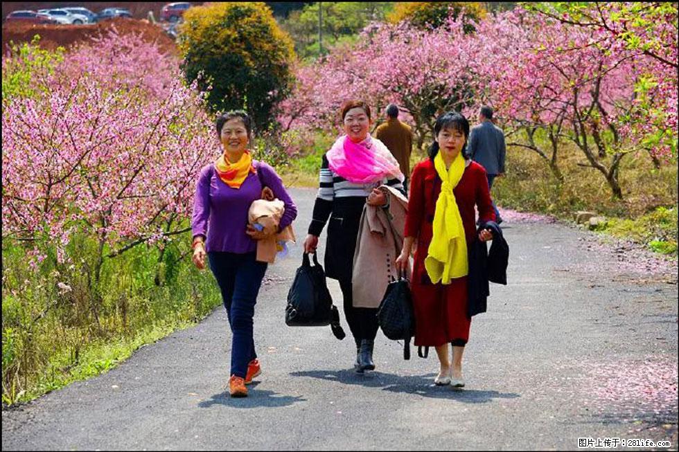 【春天，广西桂林灌阳县向您发出邀请！】官庄村有个醉美的桃花园 - 游山玩水 - 大兴安岭生活社区 - 大兴安岭28生活网 dxal.28life.net