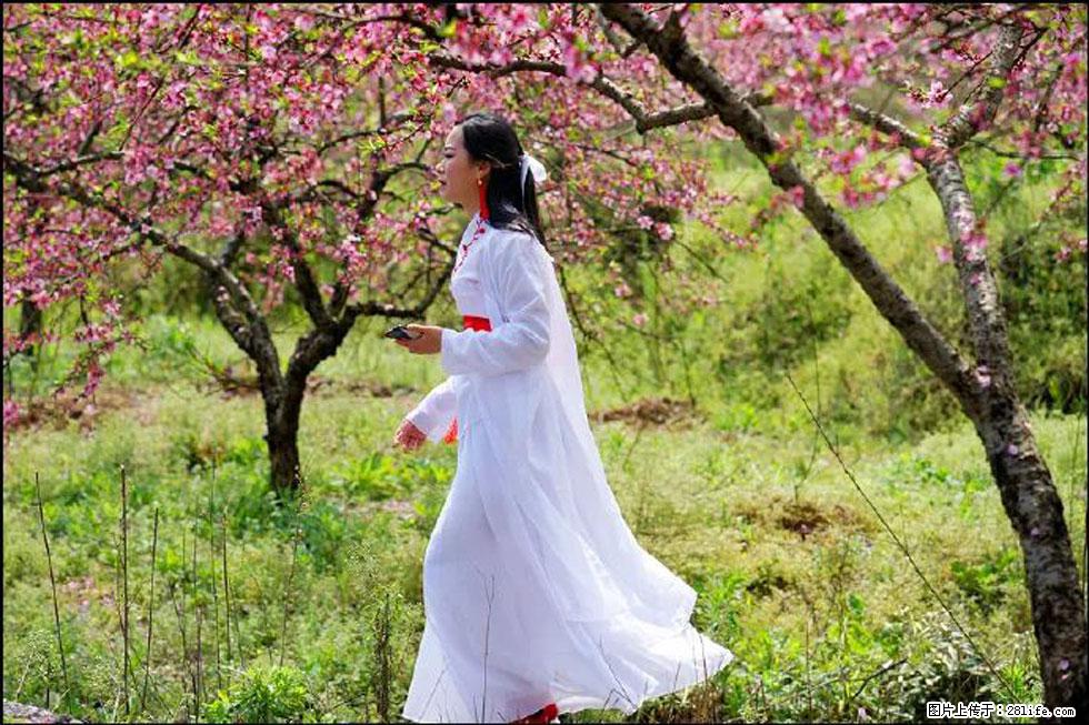 【春天，广西桂林灌阳县向您发出邀请！】官庄村有个醉美的桃花园 - 游山玩水 - 大兴安岭生活社区 - 大兴安岭28生活网 dxal.28life.net