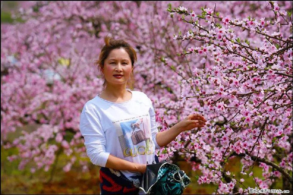 【春天，广西桂林灌阳县向您发出邀请！】官庄村有个醉美的桃花园 - 游山玩水 - 大兴安岭生活社区 - 大兴安岭28生活网 dxal.28life.net