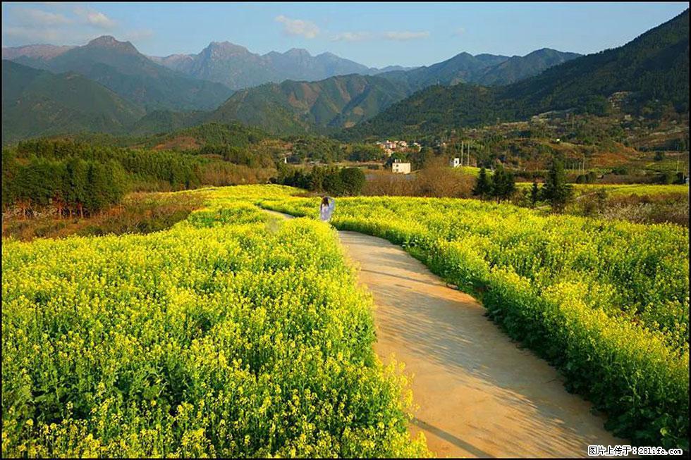 【春天，广西桂林灌阳县向您发出邀请！】长坪村油菜盛情花开 - 游山玩水 - 大兴安岭生活社区 - 大兴安岭28生活网 dxal.28life.net
