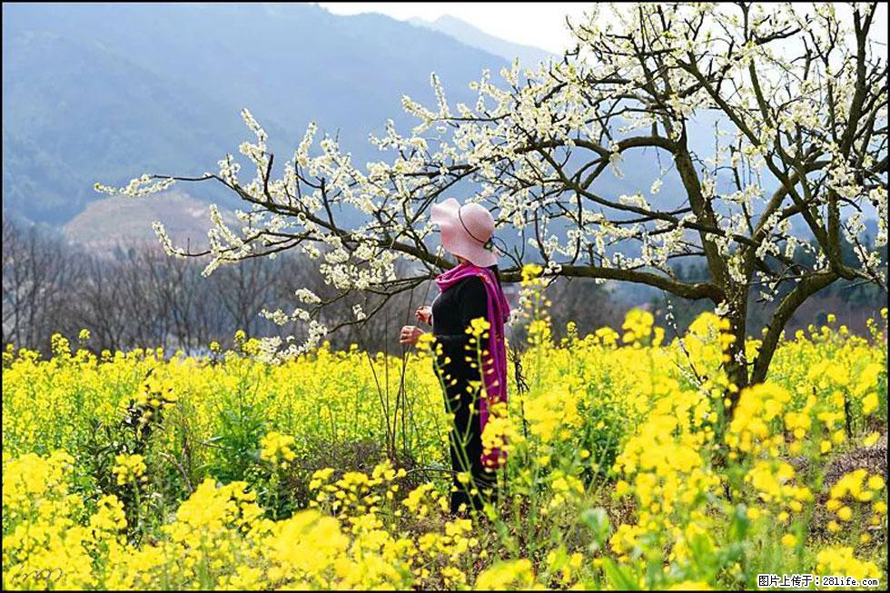 【春天，广西桂林灌阳县向您发出邀请！】长坪村油菜盛情花开 - 游山玩水 - 大兴安岭生活社区 - 大兴安岭28生活网 dxal.28life.net