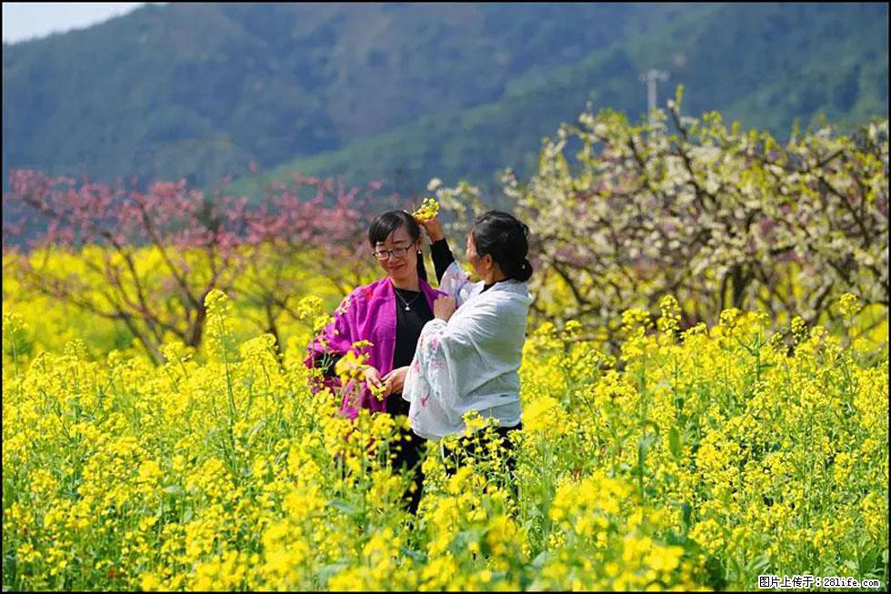 【春天，广西桂林灌阳县向您发出邀请！】长坪村油菜盛情花开 - 游山玩水 - 大兴安岭生活社区 - 大兴安岭28生活网 dxal.28life.net