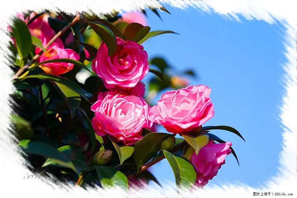 【春天，广西桂林灌阳县向您发出邀请！】杨柳井茶花惹人爱 - 游山玩水 - 大兴安岭生活社区 - 大兴安岭28生活网 dxal.28life.net