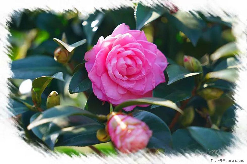 【春天，广西桂林灌阳县向您发出邀请！】杨柳井茶花惹人爱 - 游山玩水 - 大兴安岭生活社区 - 大兴安岭28生活网 dxal.28life.net