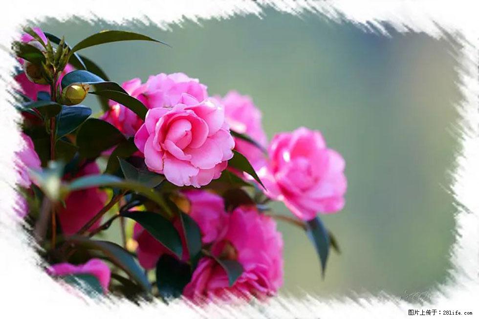 【春天，广西桂林灌阳县向您发出邀请！】杨柳井茶花惹人爱 - 游山玩水 - 大兴安岭生活社区 - 大兴安岭28生活网 dxal.28life.net