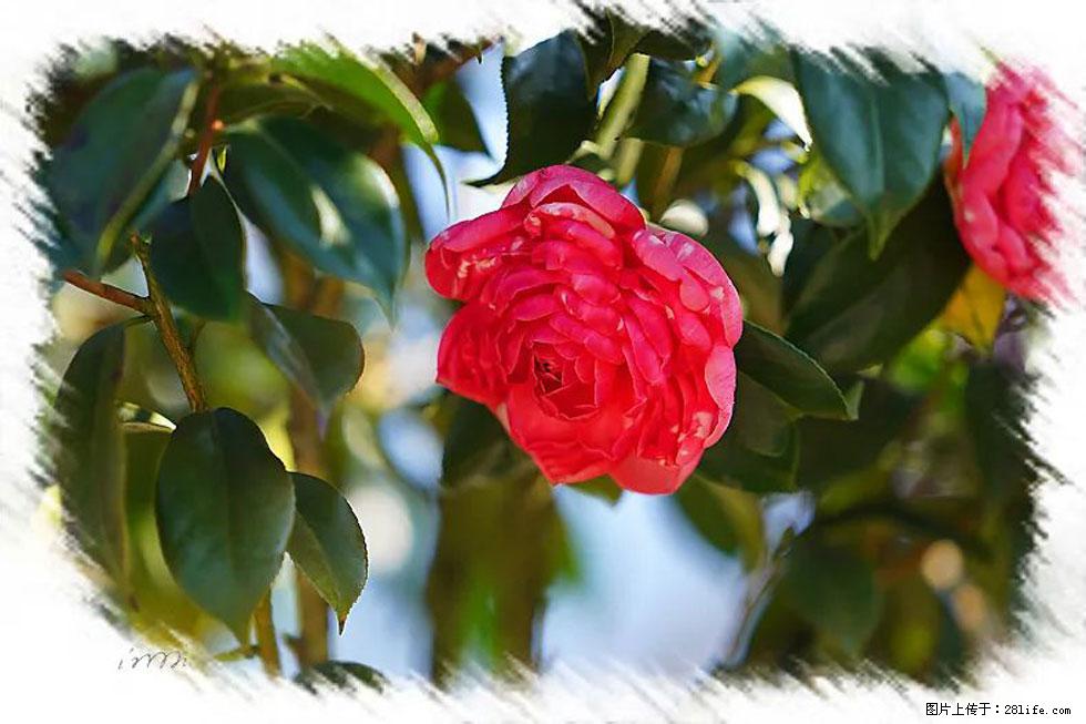 【春天，广西桂林灌阳县向您发出邀请！】杨柳井茶花惹人爱 - 游山玩水 - 大兴安岭生活社区 - 大兴安岭28生活网 dxal.28life.net