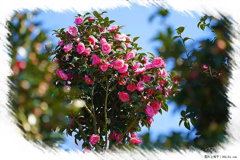 【春天，广西桂林灌阳县向您发出邀请！】杨柳井茶花惹人爱 - 游山玩水 - 大兴安岭生活社区 - 大兴安岭28生活网 dxal.28life.net