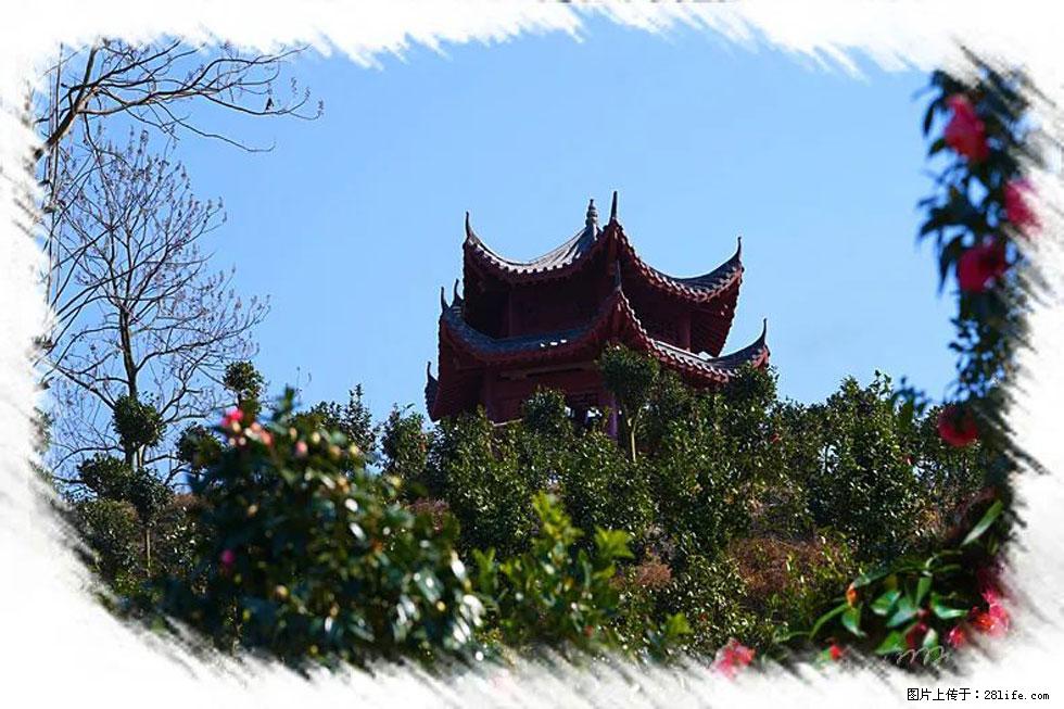 【春天，广西桂林灌阳县向您发出邀请！】杨柳井茶花惹人爱 - 游山玩水 - 大兴安岭生活社区 - 大兴安岭28生活网 dxal.28life.net