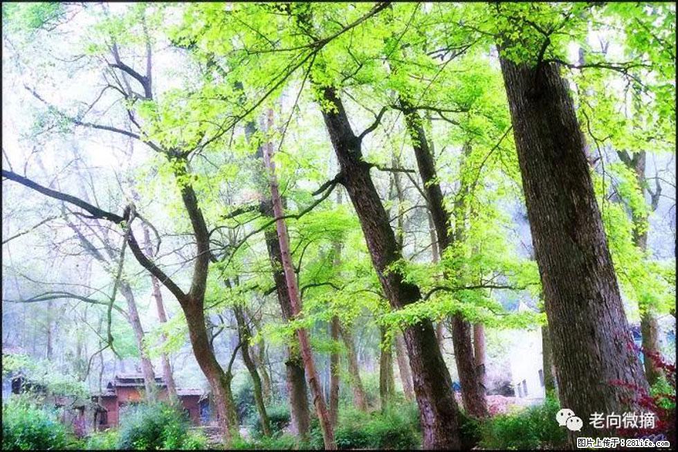 【春天，广西桂林灌阳县向您发出邀请！】在小龙村与春天约会 - 游山玩水 - 大兴安岭生活社区 - 大兴安岭28生活网 dxal.28life.net