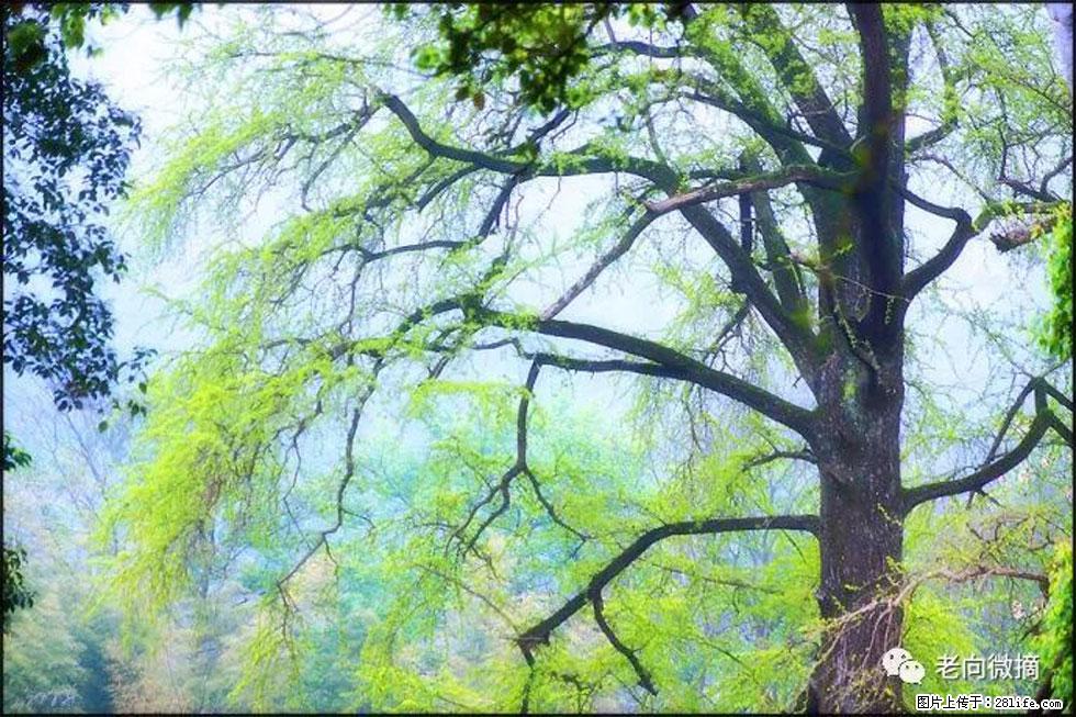 【春天，广西桂林灌阳县向您发出邀请！】在小龙村与春天约会 - 游山玩水 - 大兴安岭生活社区 - 大兴安岭28生活网 dxal.28life.net