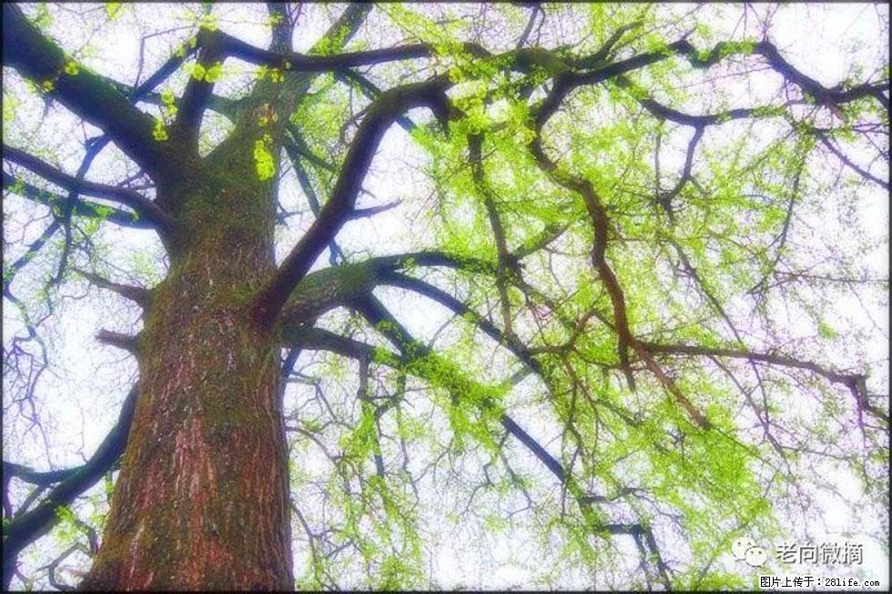 【春天，广西桂林灌阳县向您发出邀请！】在小龙村与春天约会 - 游山玩水 - 大兴安岭生活社区 - 大兴安岭28生活网 dxal.28life.net