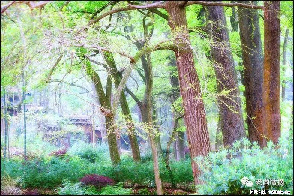【春天，广西桂林灌阳县向您发出邀请！】在小龙村与春天约会 - 游山玩水 - 大兴安岭生活社区 - 大兴安岭28生活网 dxal.28life.net