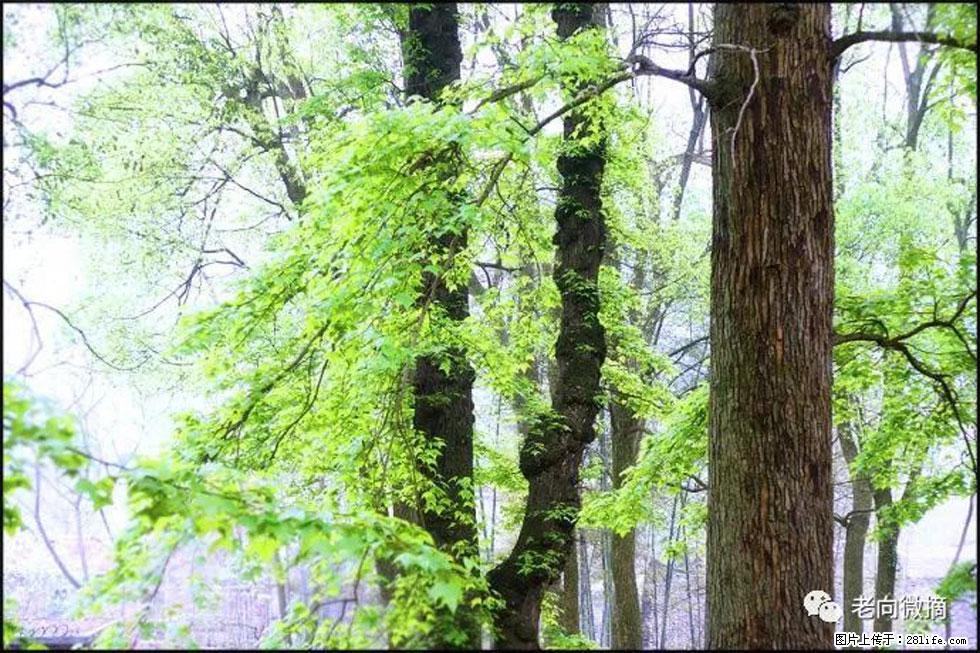 【春天，广西桂林灌阳县向您发出邀请！】在小龙村与春天约会 - 游山玩水 - 大兴安岭生活社区 - 大兴安岭28生活网 dxal.28life.net