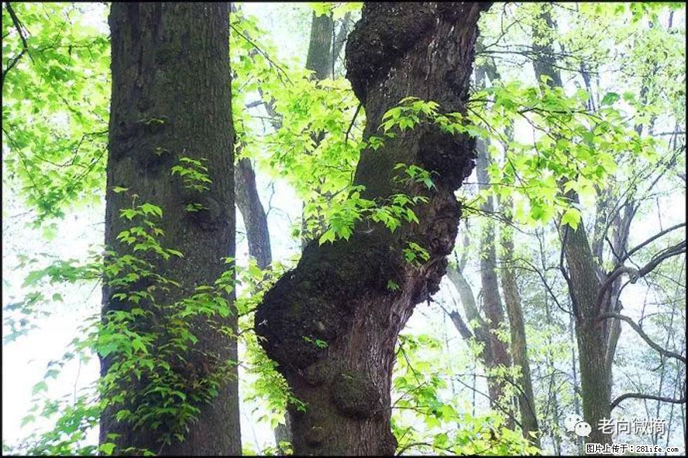 【春天，广西桂林灌阳县向您发出邀请！】在小龙村与春天约会 - 游山玩水 - 大兴安岭生活社区 - 大兴安岭28生活网 dxal.28life.net