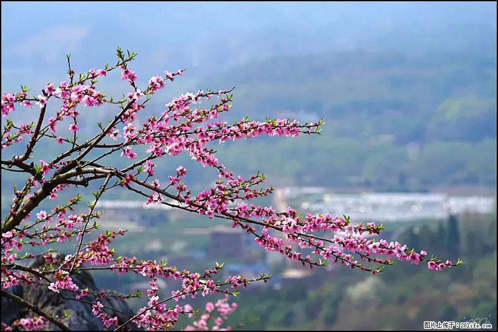 【春天，广西桂林灌阳县向您发出邀请！】望月岭上桃花开 - 游山玩水 - 大兴安岭生活社区 - 大兴安岭28生活网 dxal.28life.net