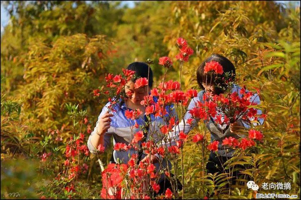 【春天，广西桂林灌阳县向您发出邀请！】登麒麟山，相约映山红 - 游山玩水 - 大兴安岭生活社区 - 大兴安岭28生活网 dxal.28life.net
