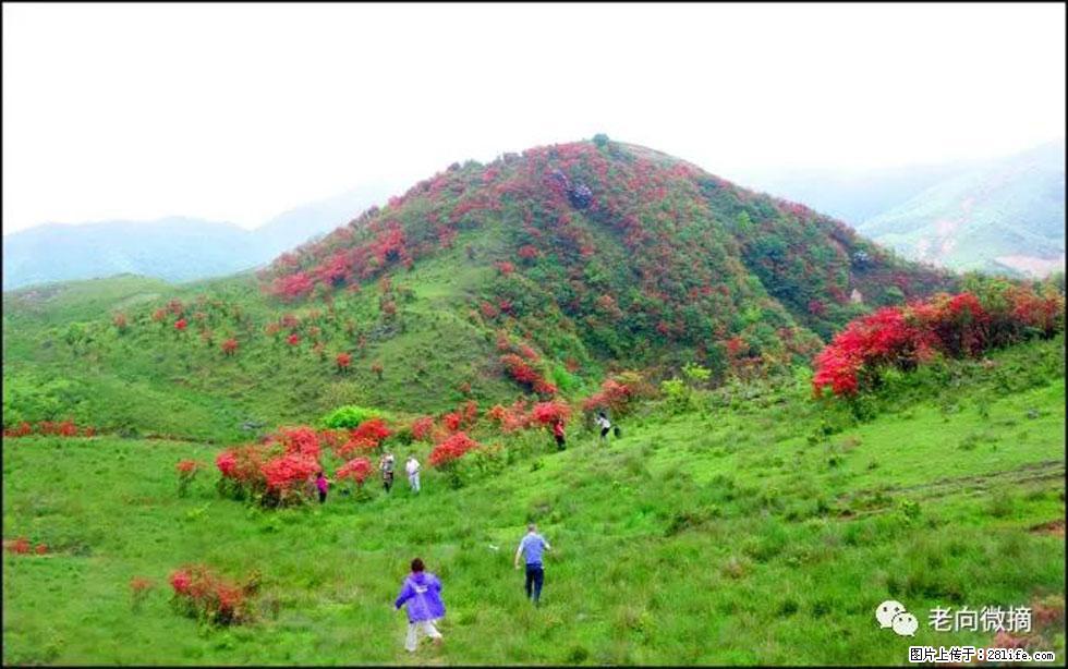 【春天，广西桂林灌阳县向您发出邀请！】宝盖山上映山红 - 游山玩水 - 大兴安岭生活社区 - 大兴安岭28生活网 dxal.28life.net