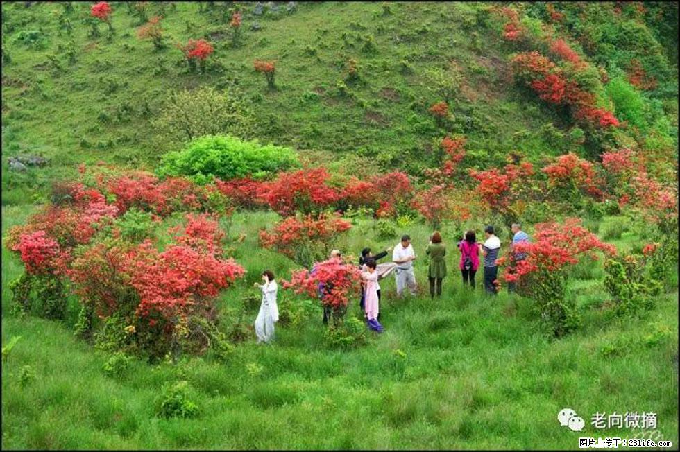 【春天，广西桂林灌阳县向您发出邀请！】宝盖山上映山红 - 游山玩水 - 大兴安岭生活社区 - 大兴安岭28生活网 dxal.28life.net