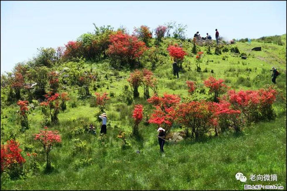 【春天，广西桂林灌阳县向您发出邀请！】宝盖山上映山红 - 游山玩水 - 大兴安岭生活社区 - 大兴安岭28生活网 dxal.28life.net