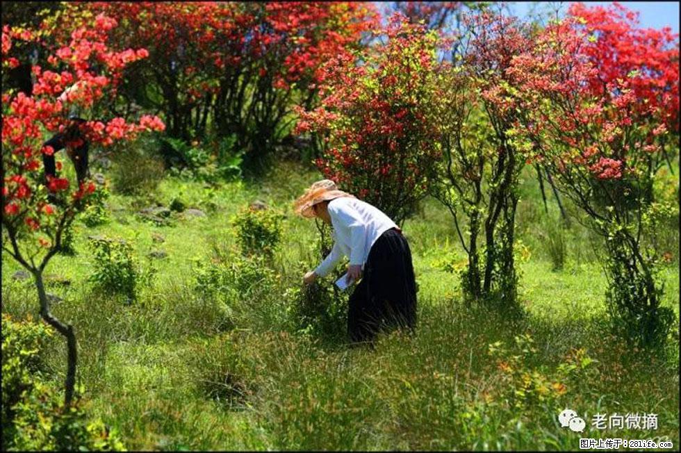 【春天，广西桂林灌阳县向您发出邀请！】宝盖山上映山红 - 游山玩水 - 大兴安岭生活社区 - 大兴安岭28生活网 dxal.28life.net