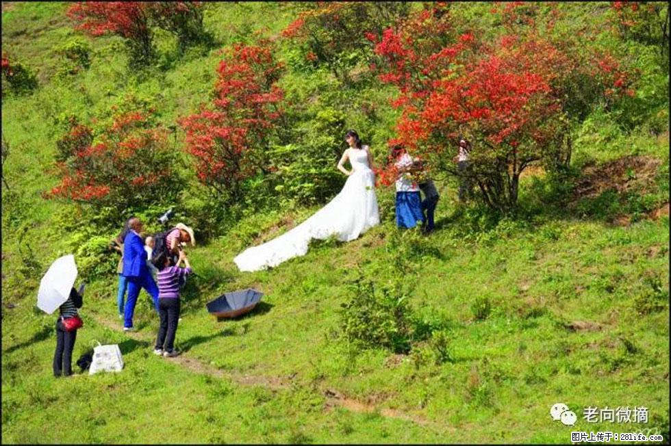 【春天，广西桂林灌阳县向您发出邀请！】宝盖山上映山红 - 游山玩水 - 大兴安岭生活社区 - 大兴安岭28生活网 dxal.28life.net