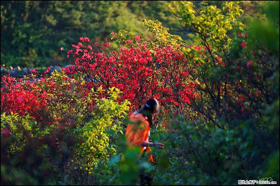 【春天，广西桂林灌阳县向您发出邀请！】春木界上映山红 - 游山玩水 - 大兴安岭生活社区 - 大兴安岭28生活网 dxal.28life.net