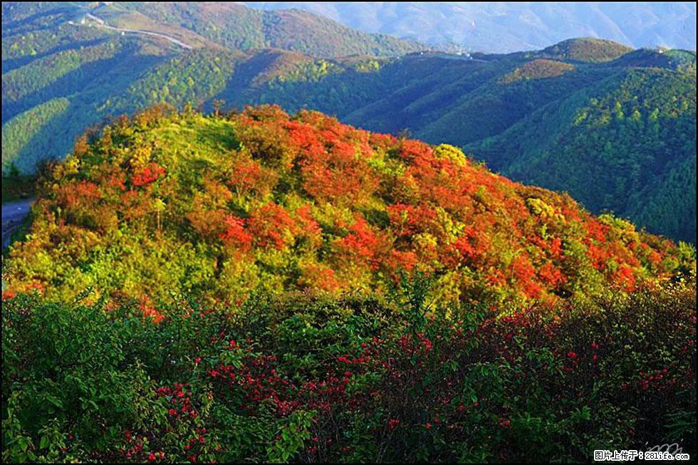 【春天，广西桂林灌阳县向您发出邀请！】春木界上映山红 - 游山玩水 - 大兴安岭生活社区 - 大兴安岭28生活网 dxal.28life.net