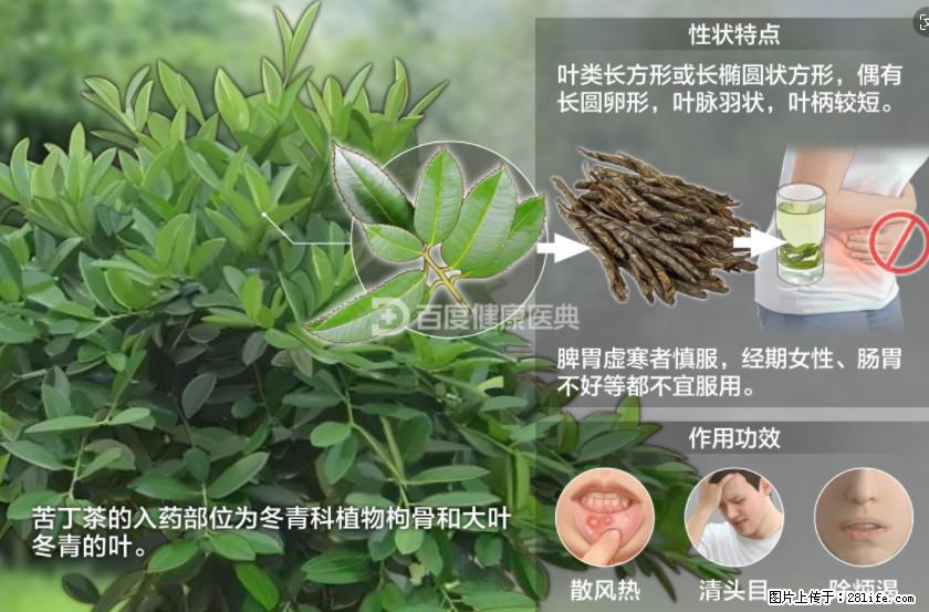 苦丁茶有哪些功效和作用 - 生活百科 - 大兴安岭生活社区 - 大兴安岭28生活网 dxal.28life.net
