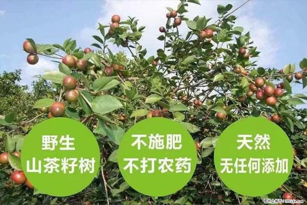 【灌阳县油茶产业示范区】一个有着充实的精神生活的人，对待身外之物自会有一种淡泊的态度 - 土特产 - 饮食特产 - 大兴安岭分类信息 - 大兴安岭28生活网 dxal.28life.net