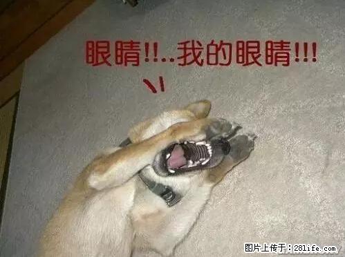 笑癫了！一女的怀孕三年未生，他终于忍不住了... - 娱乐八卦 - 大兴安岭生活社区 - 大兴安岭28生活网 dxal.28life.net