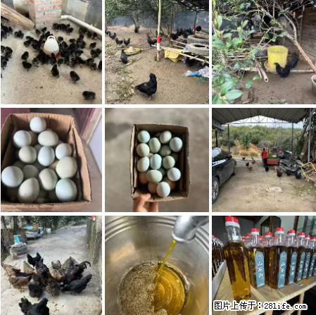油茶园从小鸡仔开始养起的纯土鸡、土鸡蛋可以预定啦！还有前几天刚榨的纯山茶油哦 - 土特产 - 饮食特产 - 大兴安岭分类信息 - 大兴安岭28生活网 dxal.28life.net