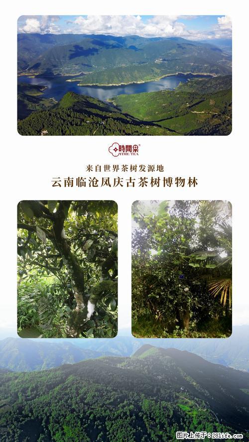 时间果百年古树2025年春红茶 - 购物交流 - 大兴安岭生活社区 - 大兴安岭28生活网 dxal.28life.net