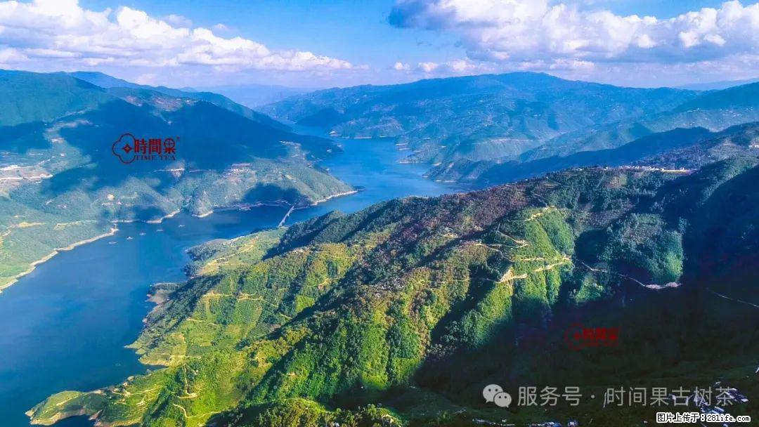 时间果百年古树龙珠普洱生茶 - 购物交流 - 大兴安岭生活社区 - 大兴安岭28生活网 dxal.28life.net