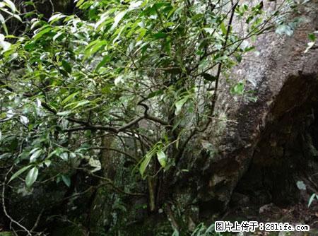 平乐石崖茶，珍贵仅次于金花茶 - 大兴安岭生活资讯 - 大兴安岭28生活网 dxal.28life.net