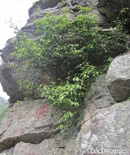 平乐石崖茶，珍贵仅次于金花茶 - 大兴安岭生活资讯 - 大兴安岭28生活网 dxal.28life.net