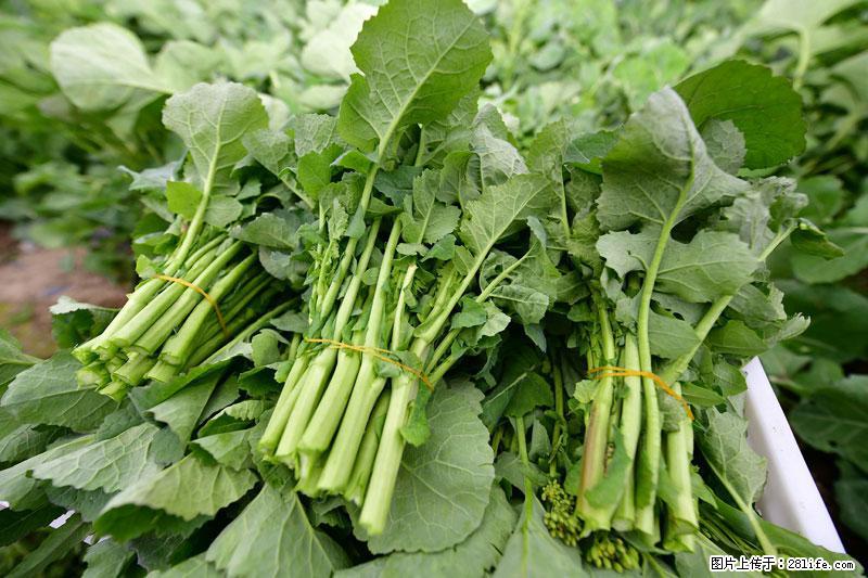 这些蔬菜是“天然钙片”，这6种被医生重点推荐 - 大兴安岭生活资讯 - 大兴安岭28生活网 dxal.28life.net